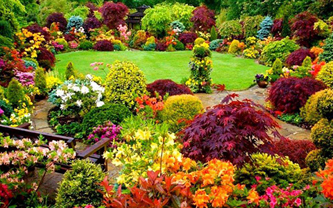 園林彩葉植物概述